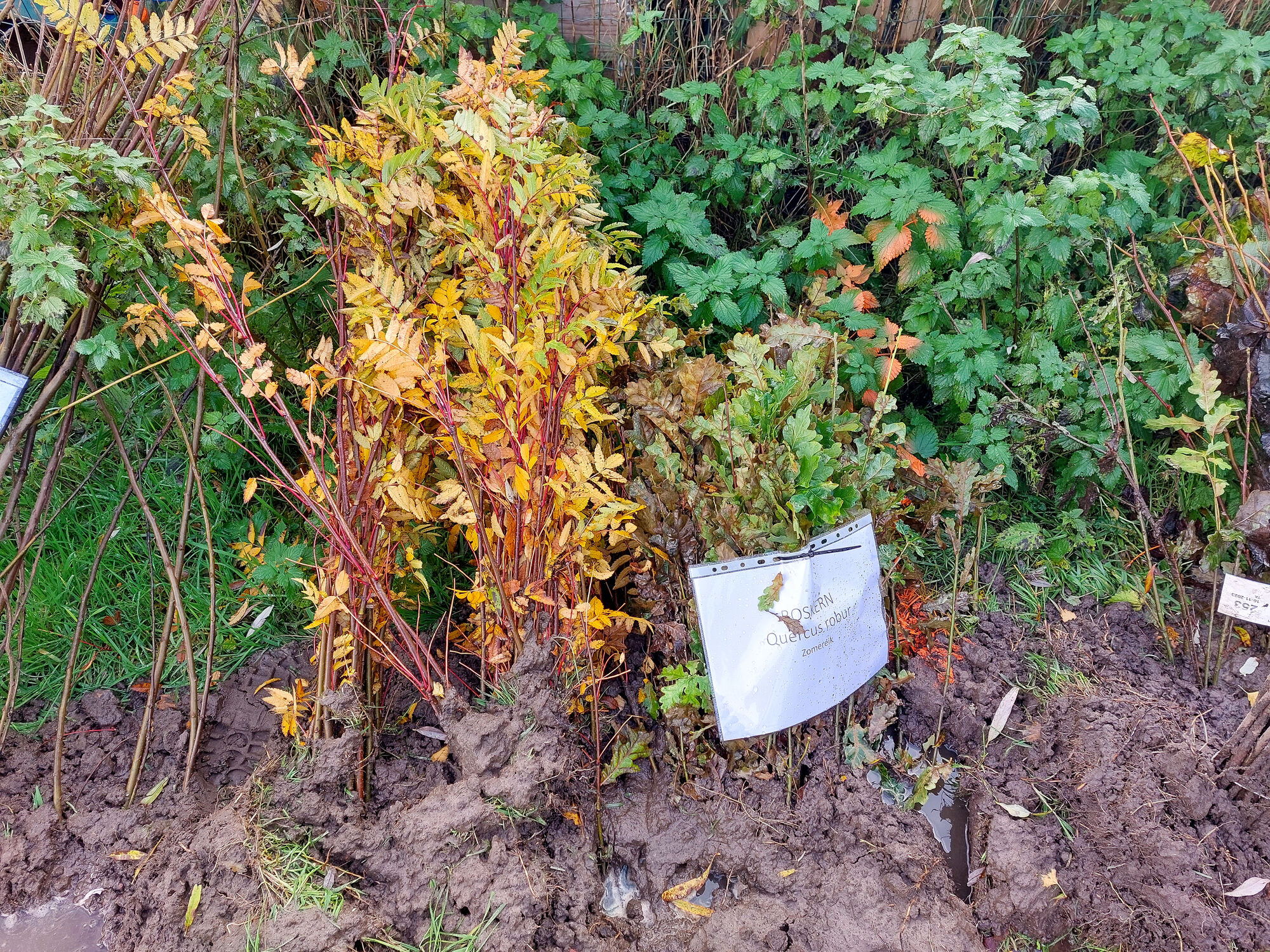 Nieuwe aanplantingswerken zorgen voor verdere bosuitbreiding in Vloethemveld