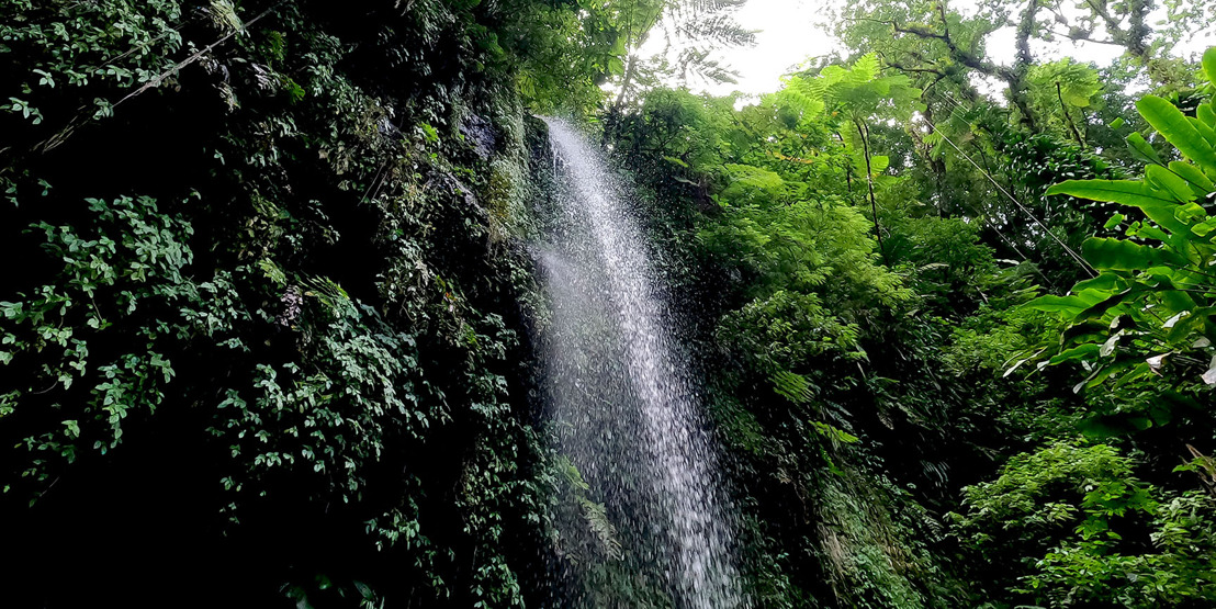 The OECS Observes World Water Day and International Day of Forests