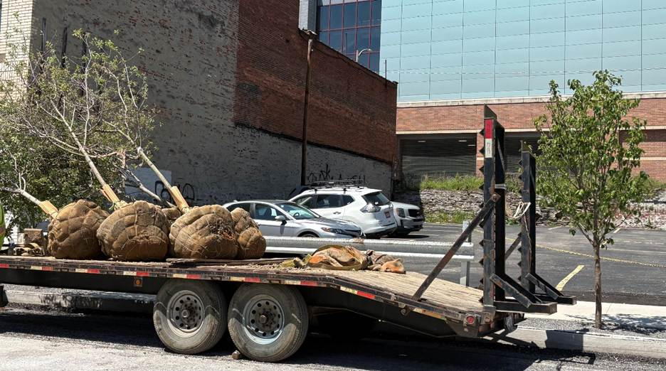 Tree planting along Fifth Avenue in Uptown Tree planting along Fifth Avenue in Uptown
