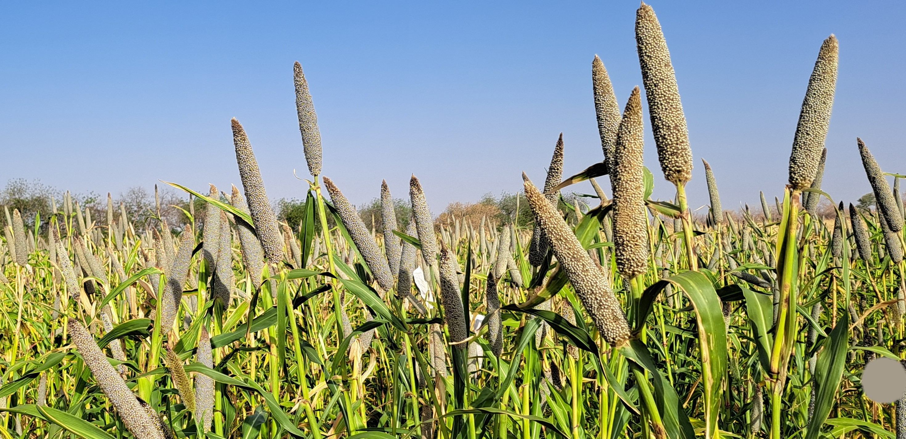 ICRISAT-Bred Chakti Millet: A Climate-Smart Solution Boosting Food and Nutrition Security in Niger 