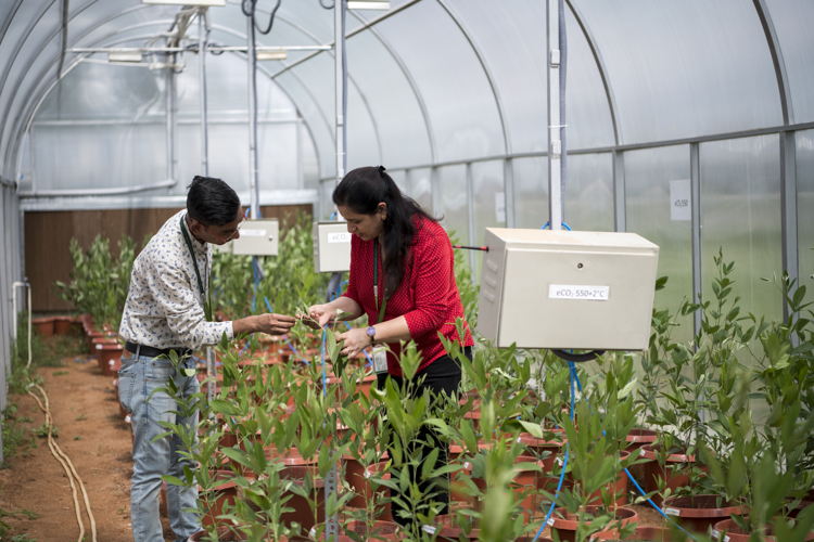International level climate change research facility at ICRISAT headquarters.