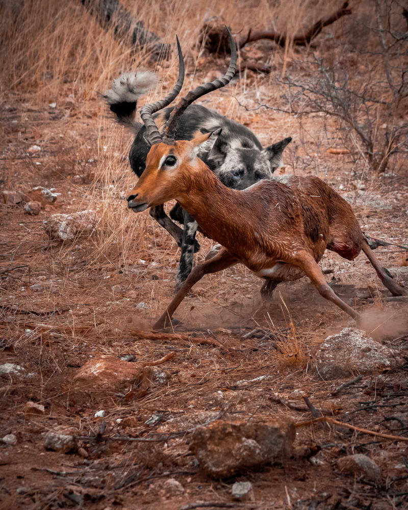 Soms ook Heimwee_ Image of the Year_Afrique du Sud