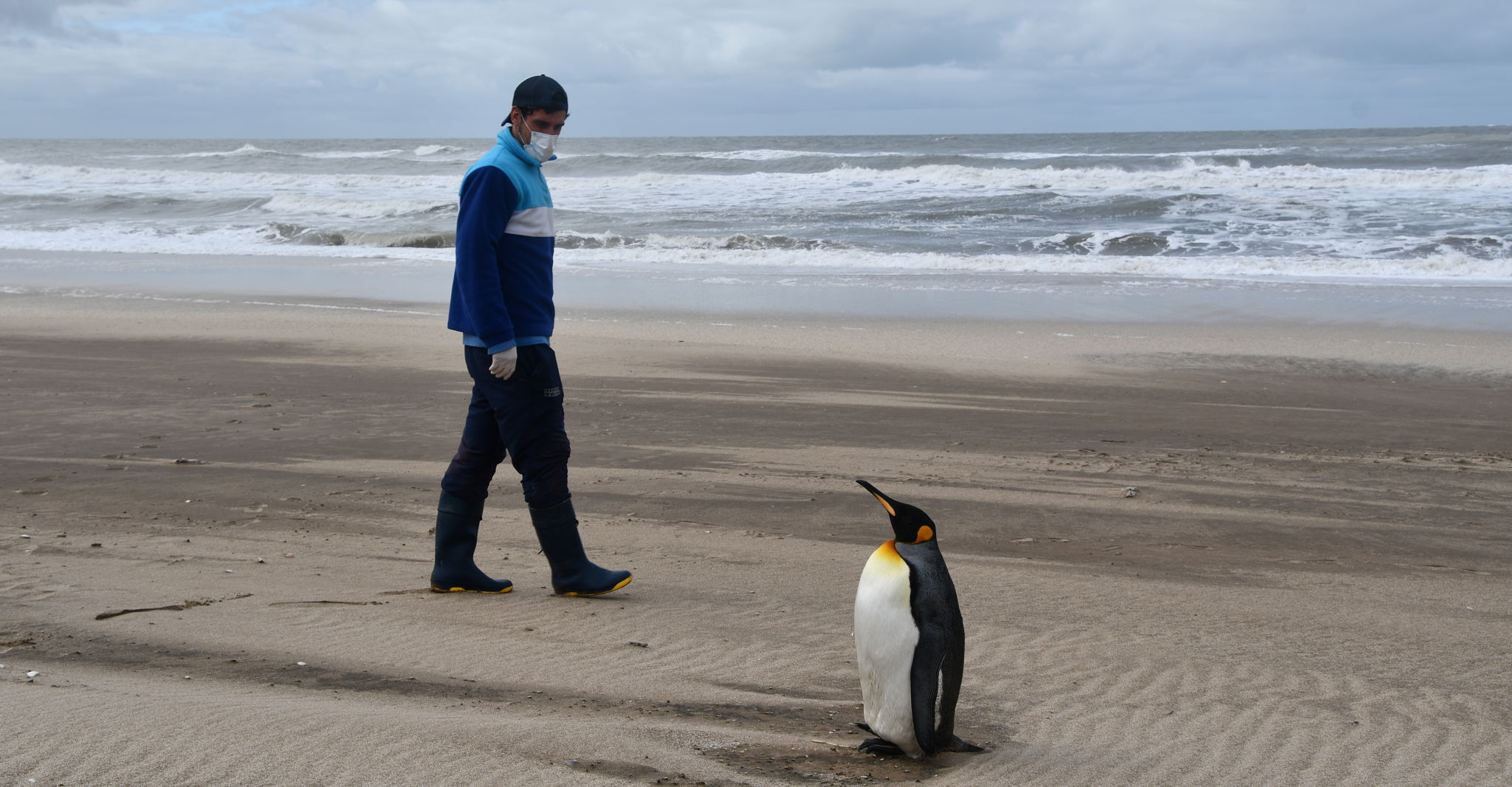 Un visitante inesperado, una larga recuperación y un tierno regreso al mar: la historia de un pingüino rey