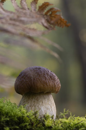 gewoon eekhoorntjesbrood - © Benny Vanderhoydonck