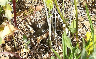 nest veldleeuwerik