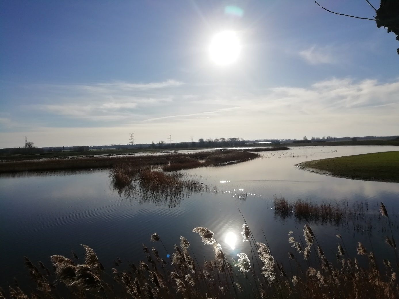 Het rietmoeras dat al in 2022 is ingericht. Het nieuw in te richten rietmoeras zal hiermee verbonden worden en eenzelfde waterpeil krijgen.
​