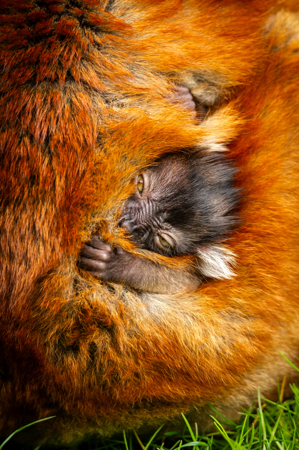 Four in a row: ZOO Planckendael welcomes new black lemur baby