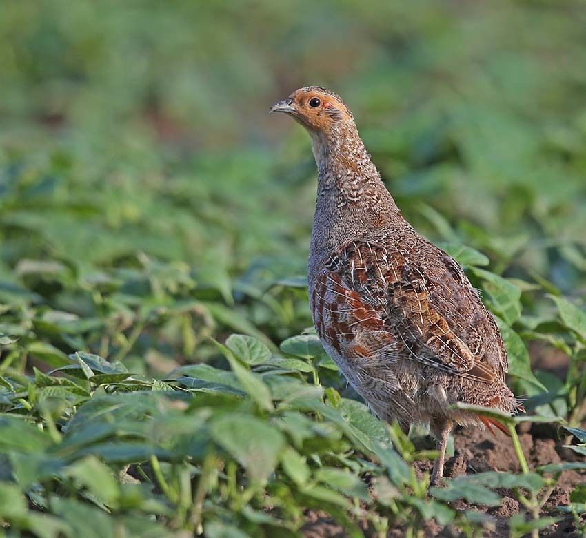 patrijs - copyright: INaturalist Sander