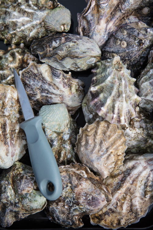 Oesters plukken op Texel