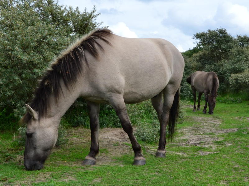 Konikpaarden komen gallowayrunderen en Schotse hooglanders helpen met het beheer in het Osbroek
