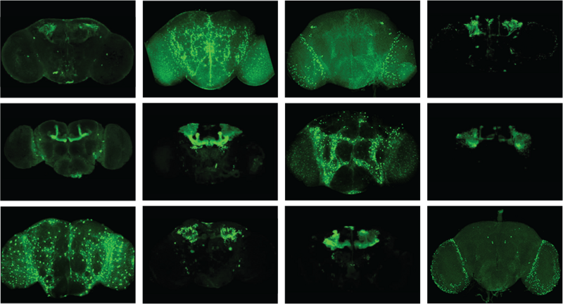 The expression of DNA enhancers in the fruit fly brain