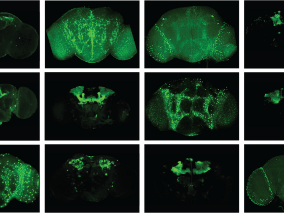 Revealing the brain’s secrets, one cell at a time