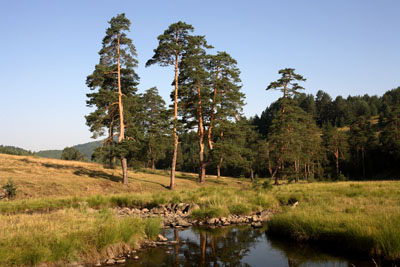 Dragan Bosnic Zlatibor