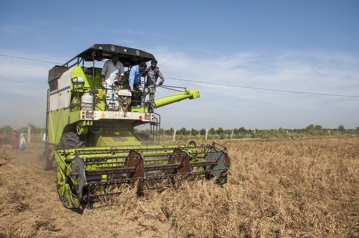 The chickpea variety, NBeG 47, is the first machine harvestable variety released in Andhra Pradesh suitable for the state’s variable climate .