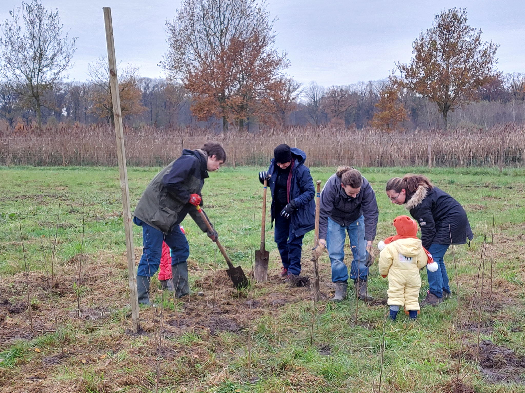 Samen kloempen aanplanten ©VLM, Karolien Bracke