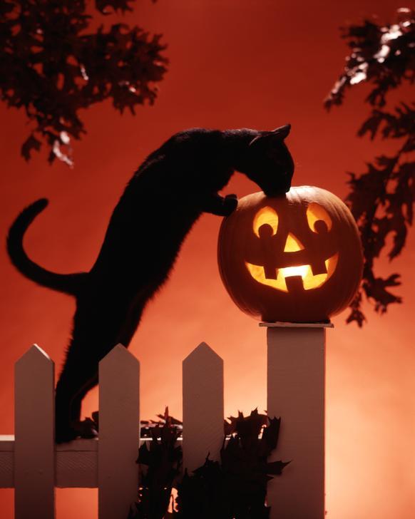 AKG4055842 1980s Jack-o-lantern and black cat ©  akg-images / ClassicStock / H. ARMSTRONG ROBERTS
