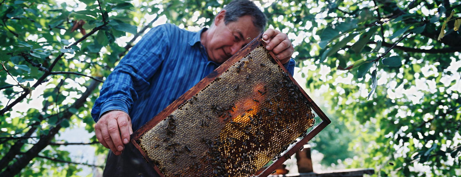 Girls and Honey - (c) De chinezen