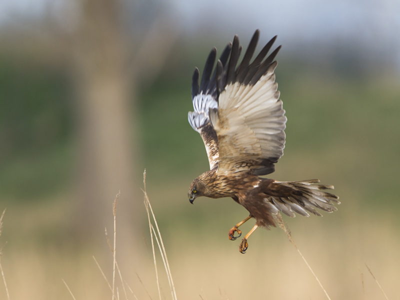 Vlaams minister van Natuur Zuhal Demir wil samen met landbouwers bedreigde broedvogelsoorten beter beschermen