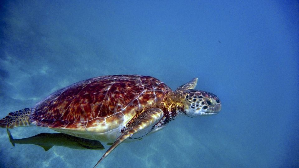 Turtle