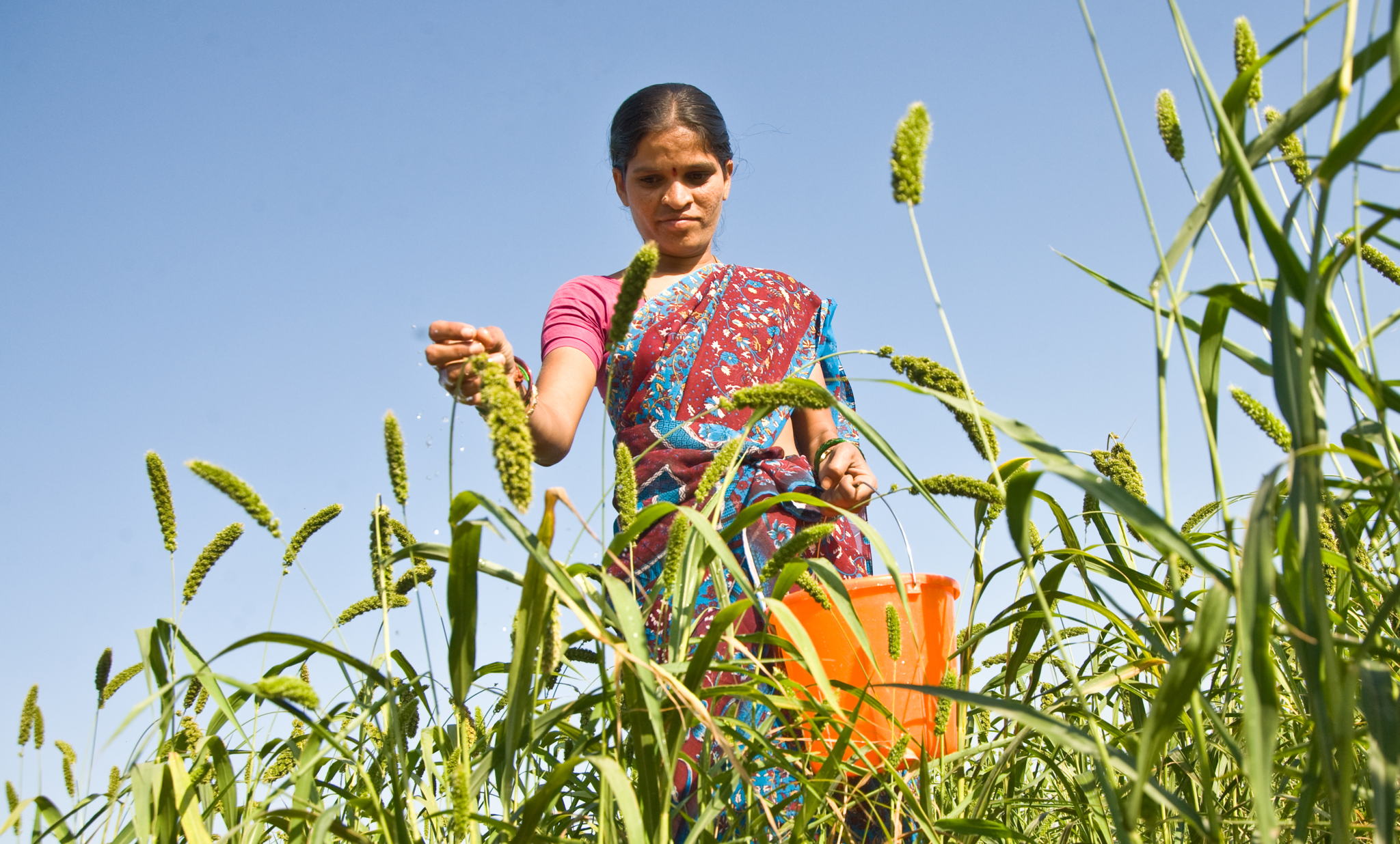 Indian woman farmer in a foxtail millet field.