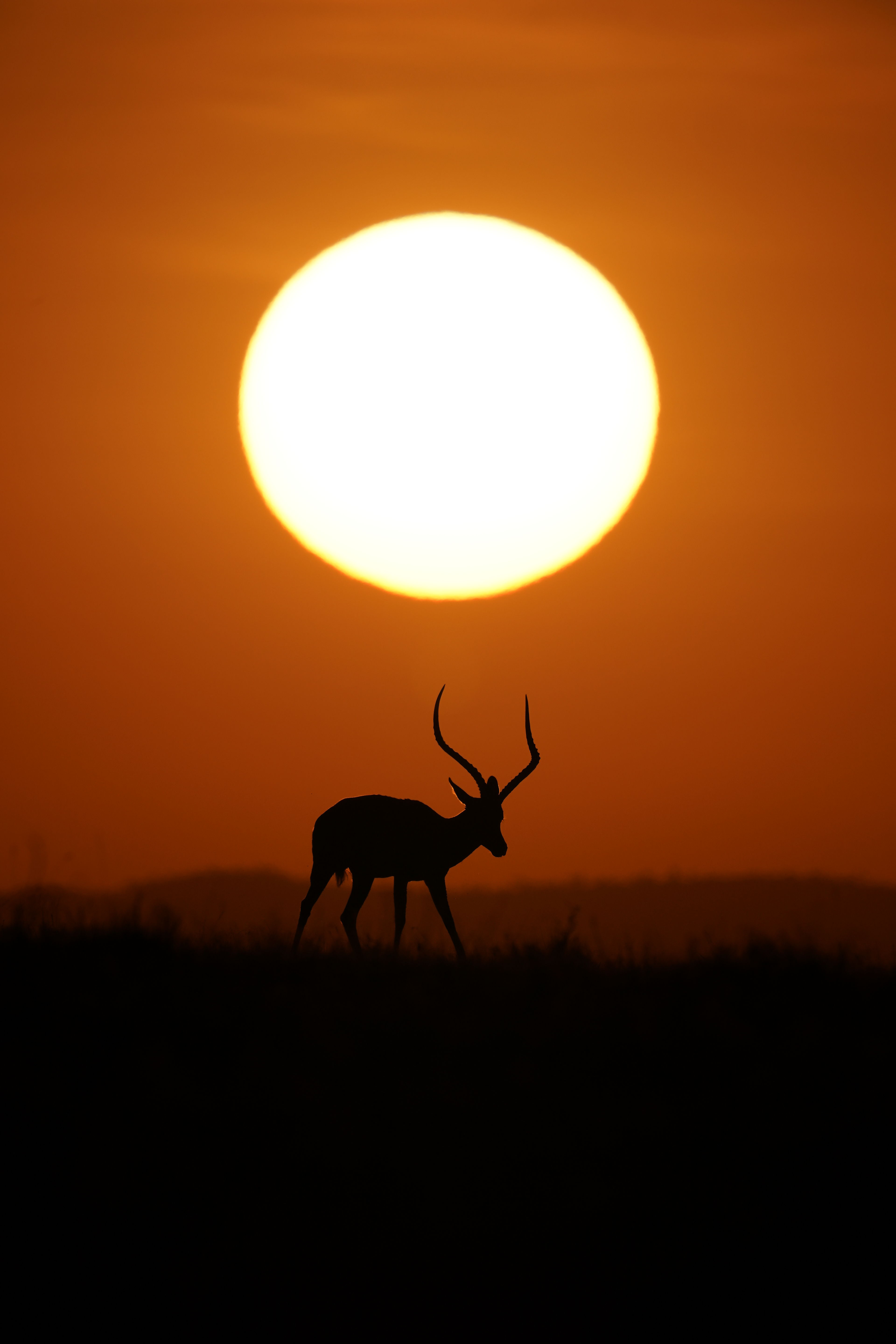 Sony 600mm F4 GM OSS