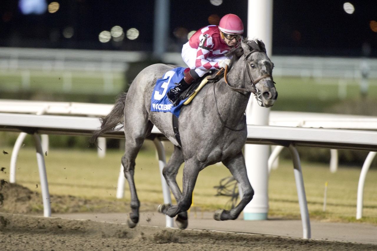 Renegade Rebel and jockey Rafael Hernandez winning the Mazarine Stakes on Saturday at Woodbine (Michael Burns Photo)