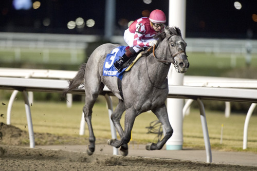 Renegade Rebel holds on for Grade 3 Mazarine win / Bluebirds Over flies to finish in Grade 3 Grey