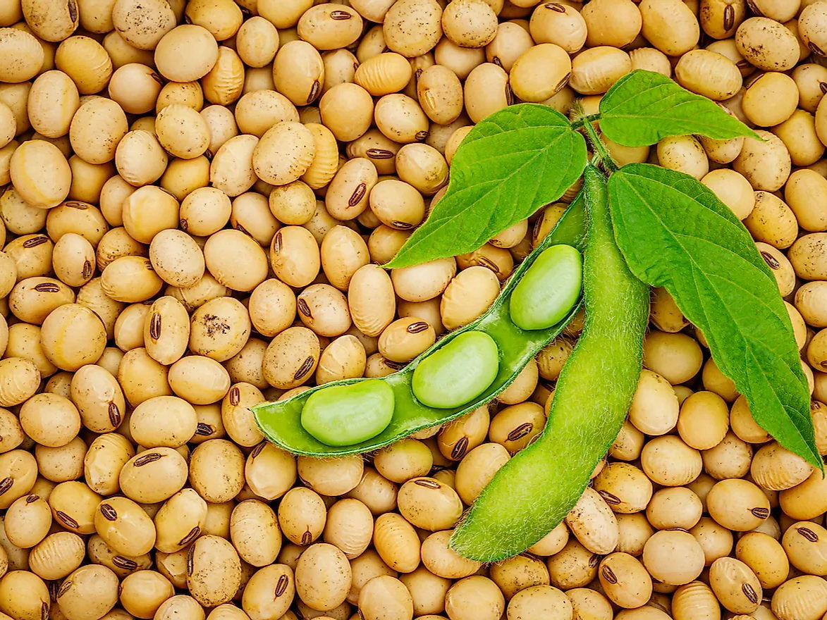 Arvesta leistet Pionierarbeit mit vollständig getrenntem und 100 % nachhaltigem Soja(mehl) für Tierfutter 