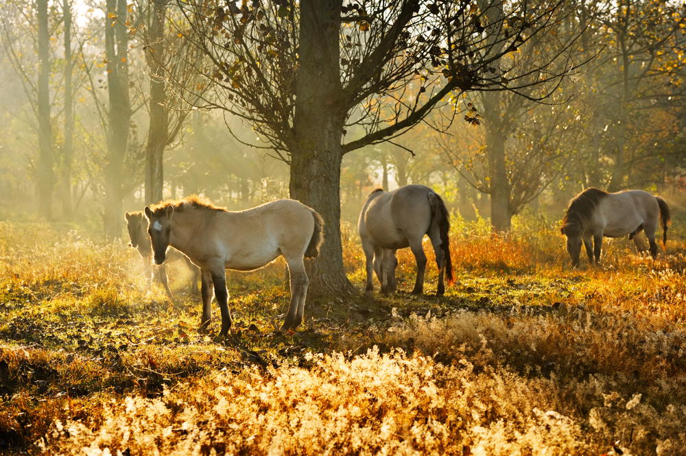 Wildpferde im Naturpark Barnim ©Naturpark Barnim/Frank Liebke