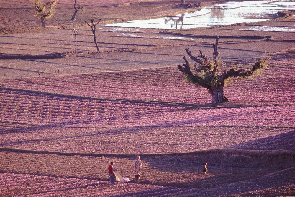 Flowering saffron field, Kashmir, 1981. AKG1033054
