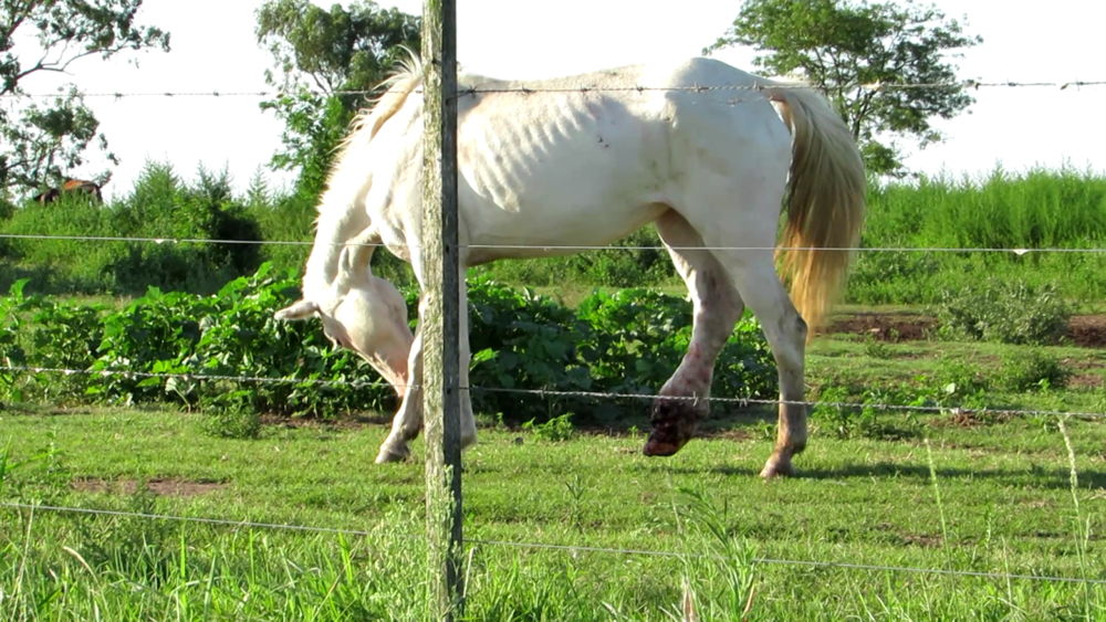 Gewond paard op een van de verzamelplaatsen (Venado Tuerto)