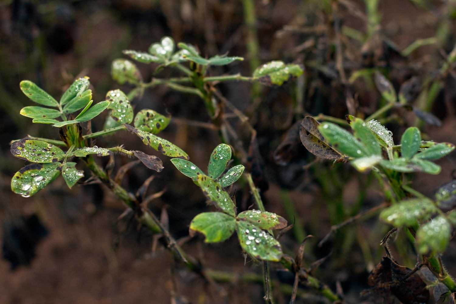 Rosette damage to groundnut leaves.
