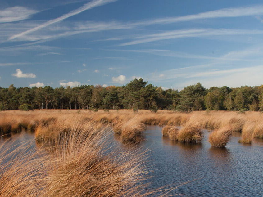 Projectoproep subsidies: 5,8 miljoen euro om de natuur in Vlaanderen te versterken