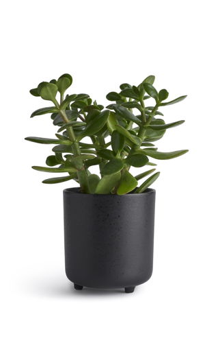 Habitat Naturalist Small Planter - Black, £6