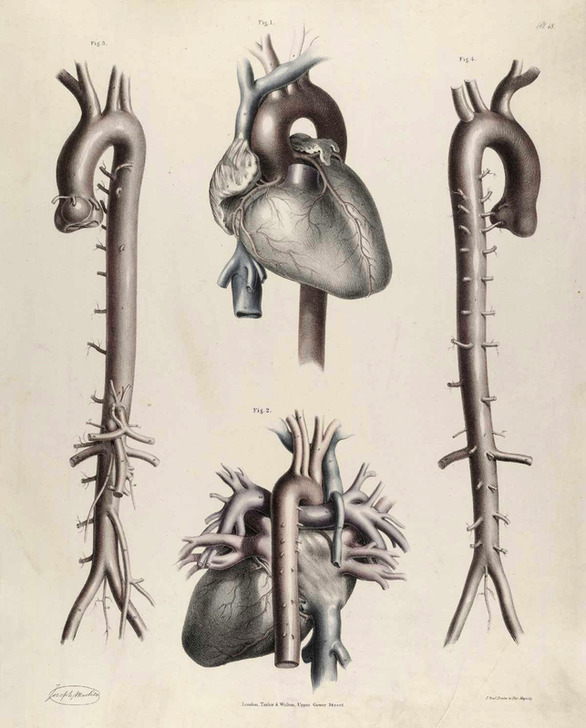 Illustration from the anatomy of the arteries of the human body with its applications to pathology and operative surgery. By Richard Quain, Published in 1844. AKG5441053 ©akg-images / Science Source Illustration from the anatomy of the arteries of the human body with its applications to pathology and operative surgery. By Richard Quain, Published in 1844. AKG5441053 ©akg-images / Science Source
