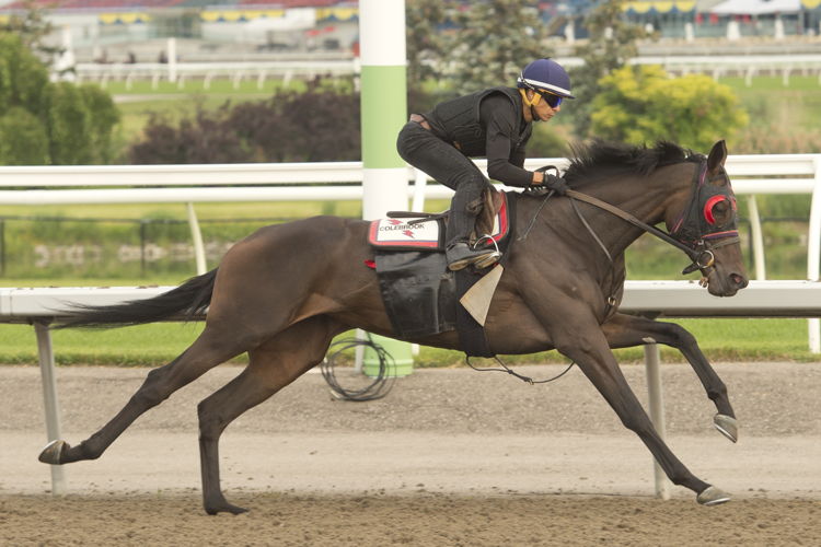 Flysofreeashleeb training at Woodbine (Michael Burns Photo)