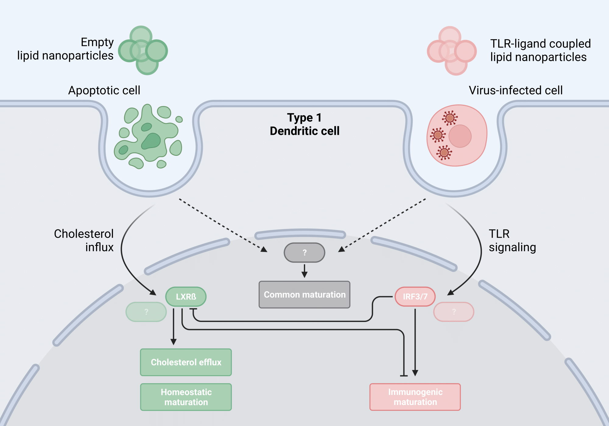 Summary figure of the findings. Created with BioRender.com.