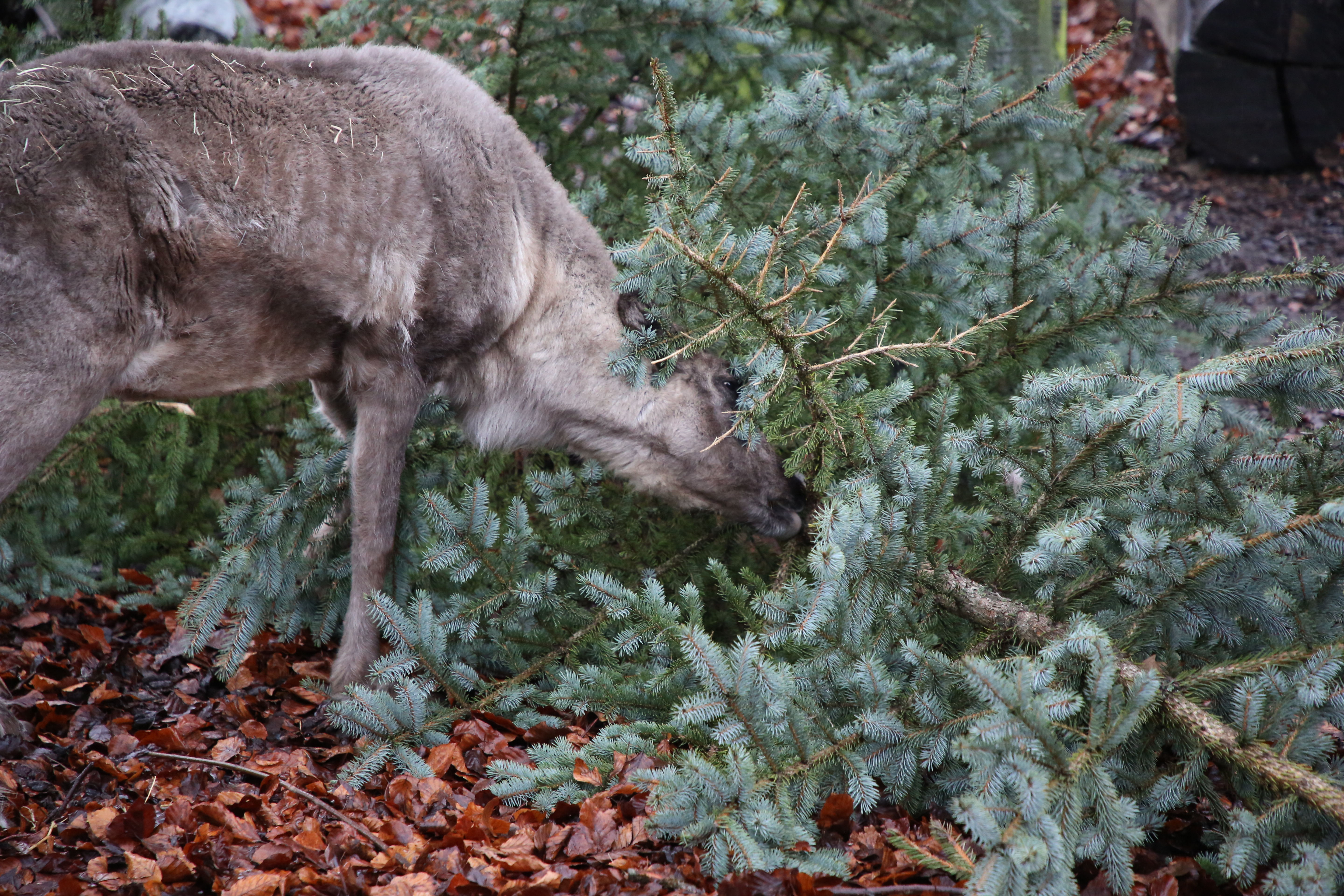 Deze thematische verrijkingen zijn bedoeld de natuurlijke nieuwsgierigheid van de dieren te bevredigen en zijn het hele jaar nodig. De Aziatische Olifanten bij Pairi Daiza eten de boom niet, maar de 16 meter lange boom wordt een speeltuig in hun omgeving. Kleinere kerstomen worden versierd met stukjes vlees voor de leeuwen of tijgers. Elanden zien de bomen als het hoogtepunt van hun dieet, ...