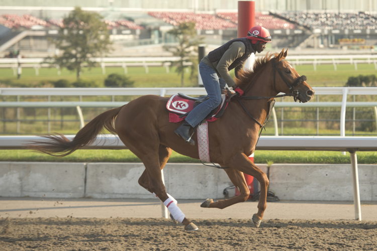 King Rosso training at Woodbine (Michael Burns Photo)