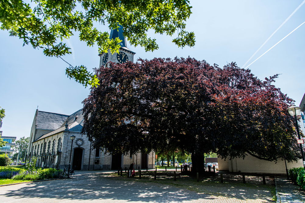 Toekomstbomen © Dries Luyten