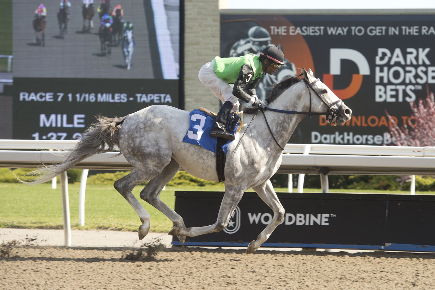 Tyson and jockey Patrick Husbands winning Race 7 on May 6, 2023 at Woodbine (Michael Burns Photo) 