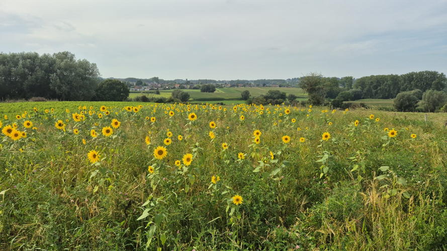 ©Agentschap Landbouw en Zeevisserij - faunamengsel