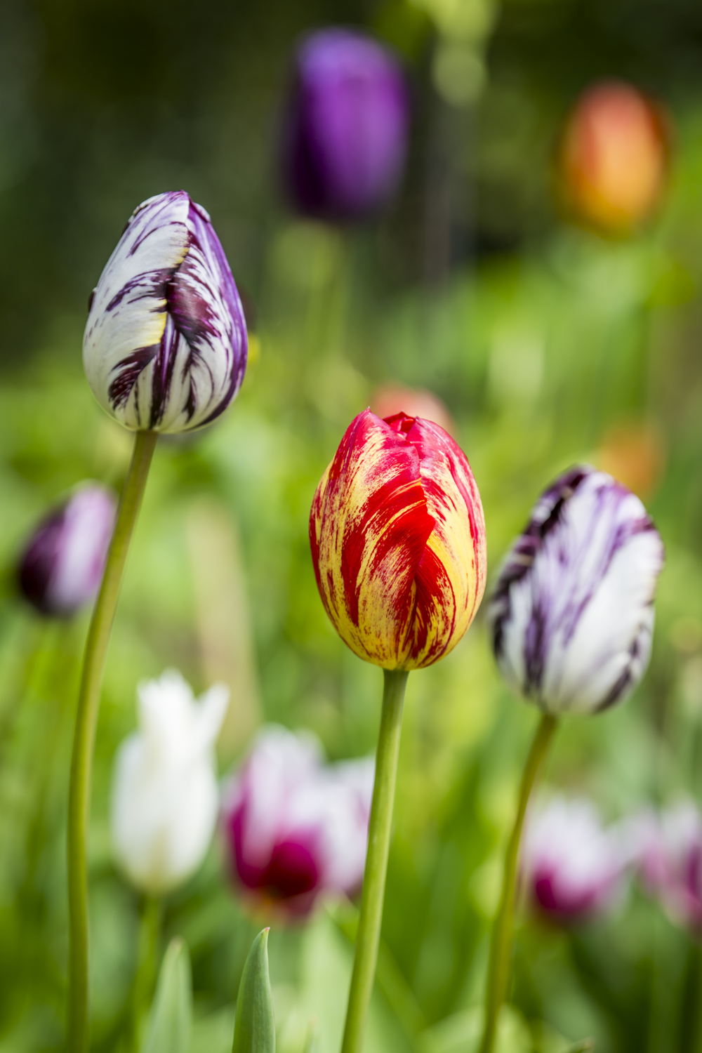 Tulpen in Rubens' tuin, foto Frederik Beyens