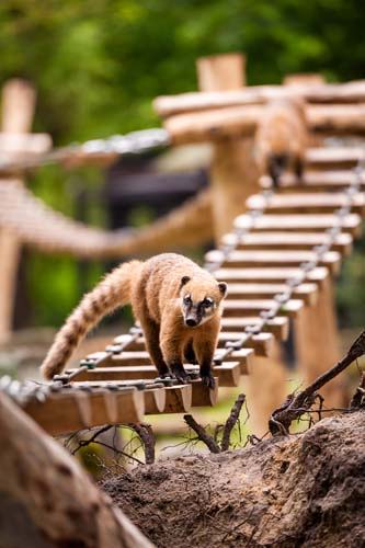 Copyright foto's: Zoo Antwerpen en Planckendael