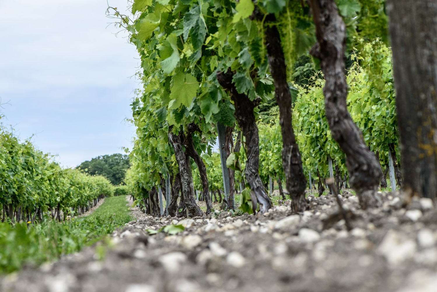 Viñedo Grande Champagne