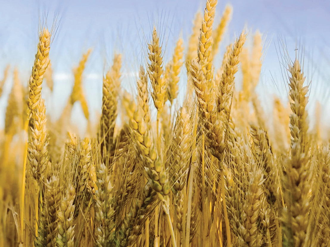 Bringing Malt to South East Asia