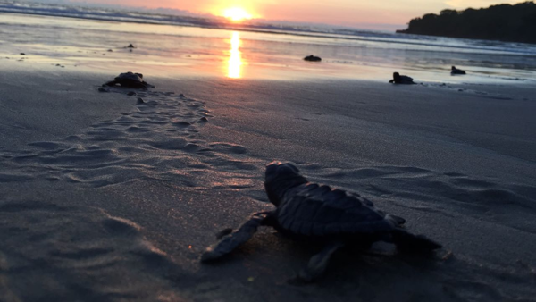 Costa Canuva se convierte en la casa de miles de tortugas