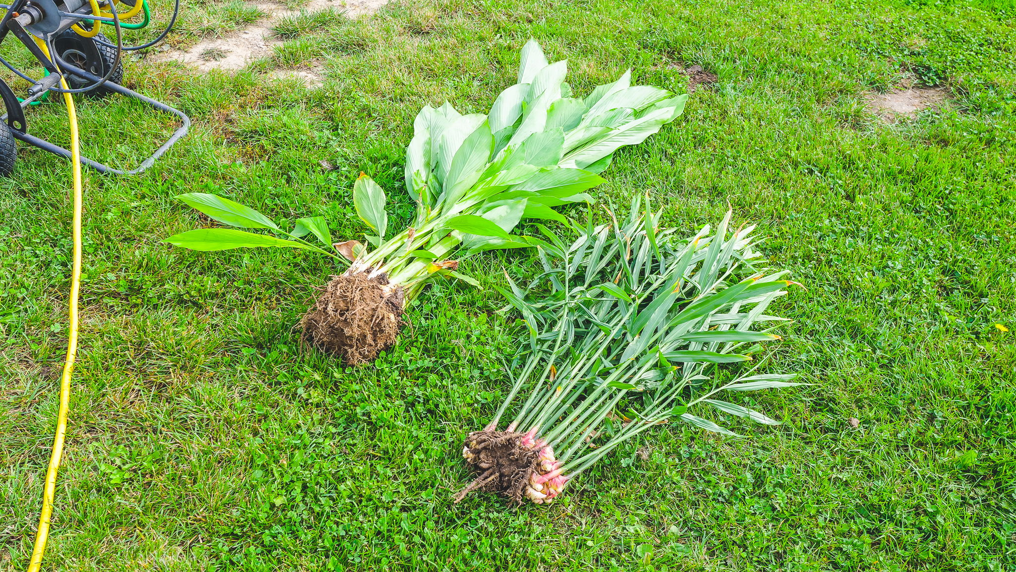 Curcuma et gingembre ©Foodmaker