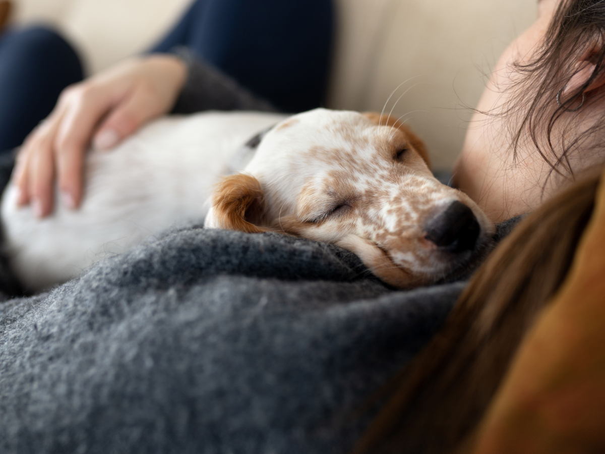 Six Belges sur dix préfèrent passer du temps avec leur animal de compagnie plutôt qu'avec leur partenaire en cas de stress