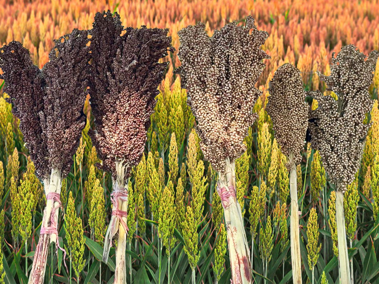 Sorghum hybrids have the potential to revolutionize the role of small grains, reshaping Africa's economic, food, and livestock feed systems.